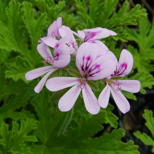 園芸ネット本店｜ニオイゼラニウム：ブルボン3号ポット2株セット の