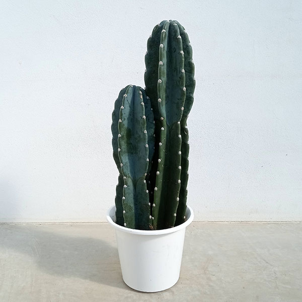 園芸ネット本店｜柱サボテン（2本立ち） 6号 の通販【公式】