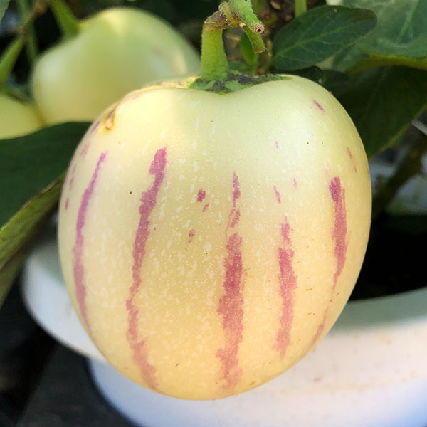 園芸ネット本店｜ペピーノ実付き6号鉢植え* の通販【公式】