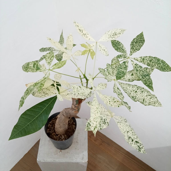 園芸ネット本店｜パキラ：ミルキーウェイ 5号23-02 の通販【公式】