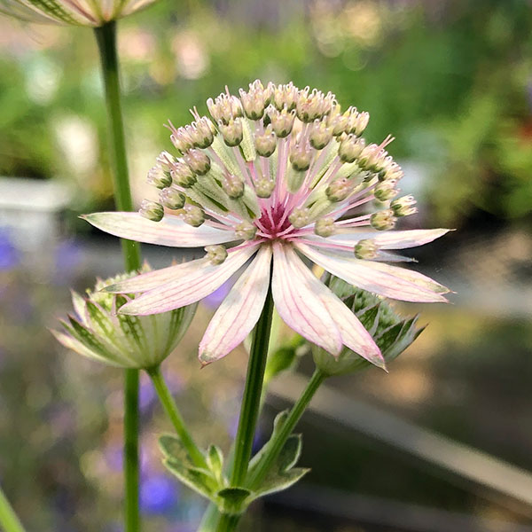 園芸ネット本店｜アストランティア：ローマ5号鉢植え の通販【公式】