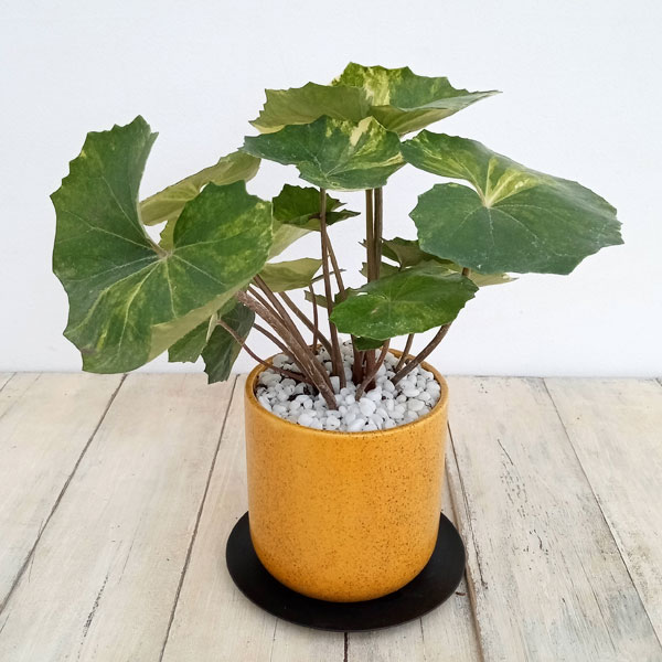 園芸ネット本店｜ツワブキ：日の神錦（ヒノカミニシキ）4号化粧鉢植え