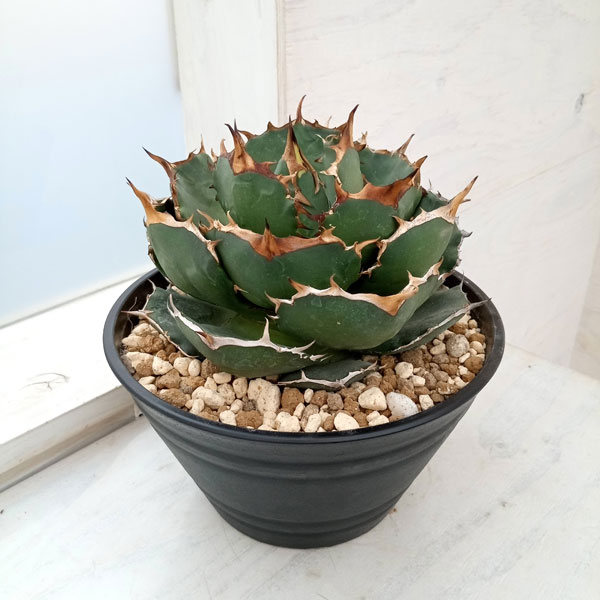 園芸ネット本店｜アガベ：オテロイ イラン産（チタノタ FO-076）7号