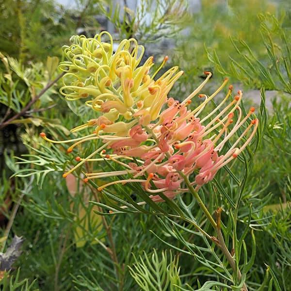 園芸ネット本店｜グレビレア：ピーチズアンドクリーム6号鉢植え の通販