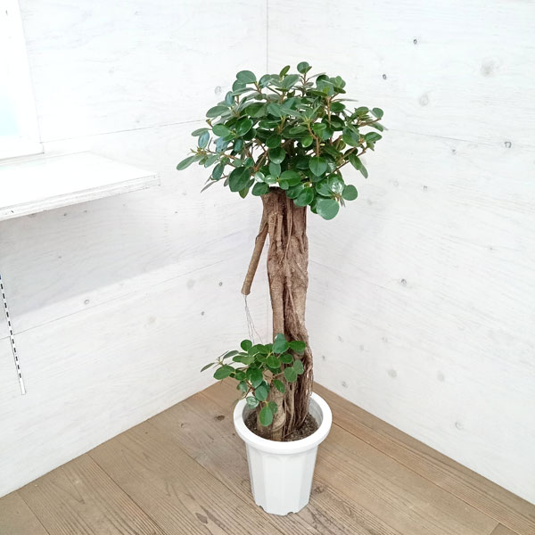 パンダガジュマル 斑入り 6号サイズ 【公式通販】