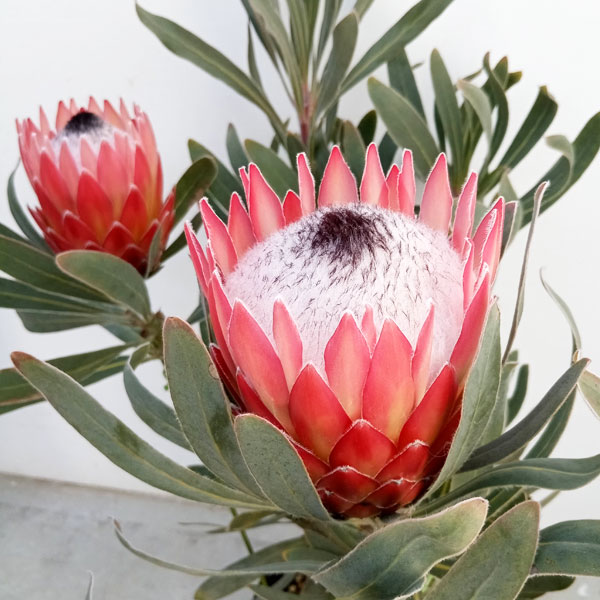 園芸ネット本店｜[ザ・ファームセレクト]プロテア：ポッサムマジック7