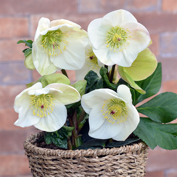 園芸ネット本店｜クリスマスローズ：*HGC 雪の妖精 リン4.5号ポット の