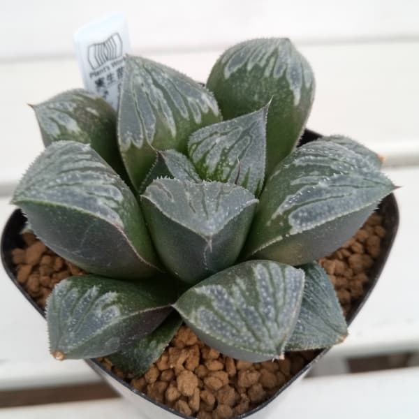 園芸ネット本店｜ハオルチア：(白銀青木×ウルフゼブラKN-2)×シルバニア