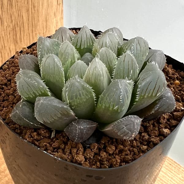 園芸ネット本店｜ハオルチア：NSブルー錦実生 2.5号 の通販【公式】