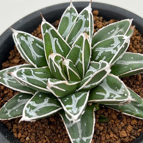 アガベ 姫笹の雪 白外斑入 子株1個付き アガベ 姫笹の雪 白外斑入 子株