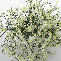 園芸ネット本店｜雪白柳葉友禅菊（せっぱくやなぎばゆうぜんぎく）3号