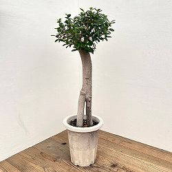 園芸ネット本店｜ガジュマル：パンダガジュマル 7号鉢植え* の通販【公式】