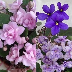 園芸ネット本店｜鉢花:セントポーリア のカテゴリ一覧【公式】