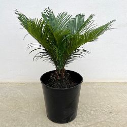 園芸ネット本店｜[ザ・ファームセレクト]ソテツ：黄金ソテツ 5号25-01