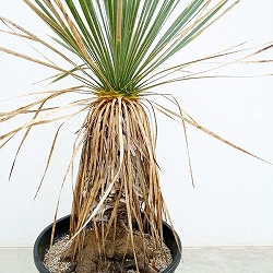 園芸ネット本店｜ユッカ：ロストラータ 7号鉢植え の通販【公式】
