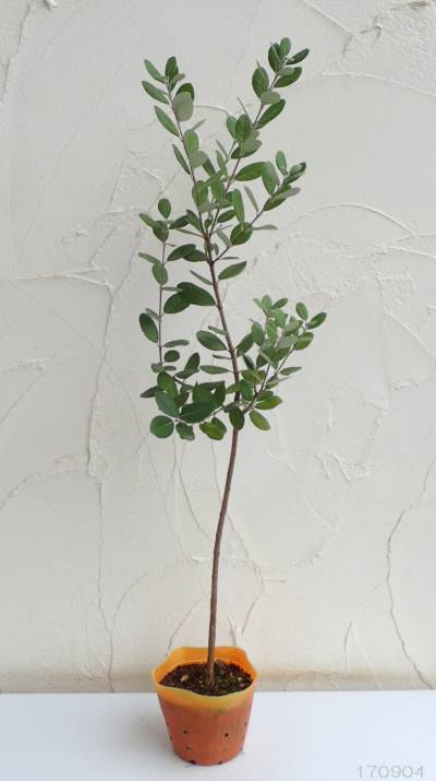 園芸ネット本店｜フェイジョア：ユニーク3.5号ポット の通販【公式】