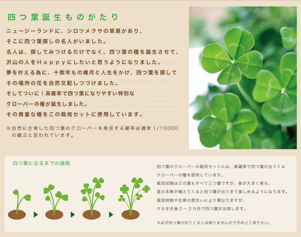 園芸ネット本店｜[ギフトに]四つ葉のクローバー栽培セット の通販【公式】