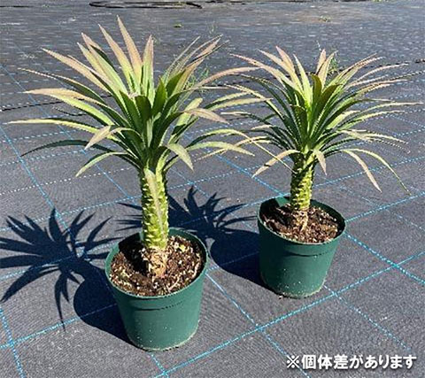 園芸ネット本店｜ユッカ デスメティアーナ 6号硬質ポット の通販【公式】