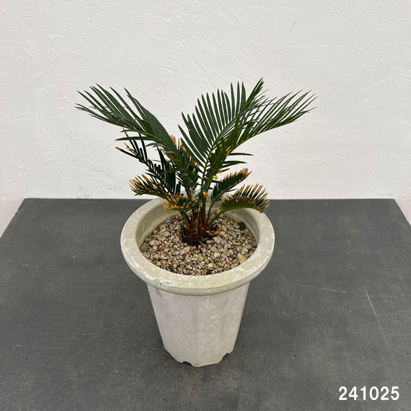 園芸ネット本店｜金環ソテツ 7号鉢植え の通販【公式】
