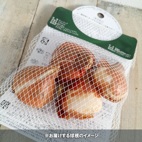 園芸ネット本店｜チューリップ（原種系）：レディージェーン5球入り