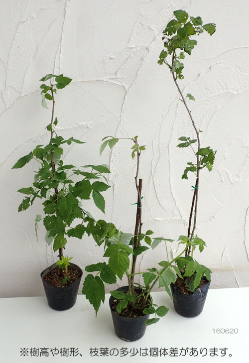 園芸ネット本店｜[2023年秋果樹苗予約]木いちごの苗人気3種セット