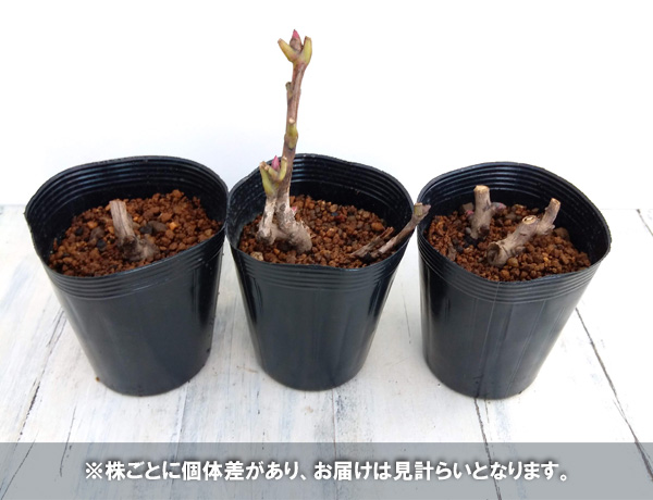 園芸ネット本店｜シャクヤク（芍薬）：オリエンタルゴールド4号 の通販