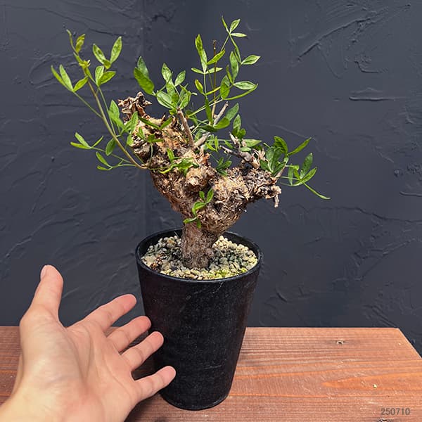 園芸ネット本店｜コミフォラ：フォリアセア（発根済み） 4号鉢植え の