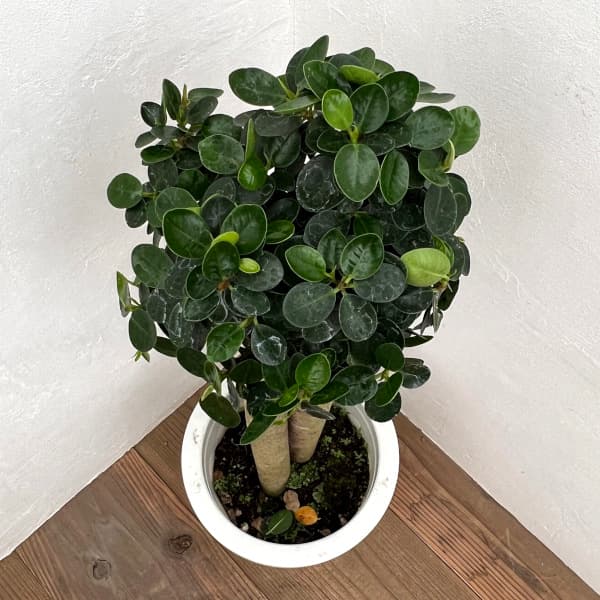 園芸ネット本店｜ガジュマル：パンダガジュマル 8号鉢植え** の通販