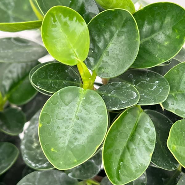 園芸ネット本店｜ガジュマル：パンダガジュマル 8号鉢植え** の通販