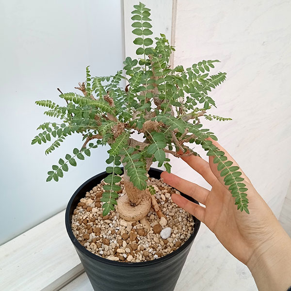 園芸ネット本店｜ボスウェリア：ネグレクタ 7号鉢植え 23-01 の通販