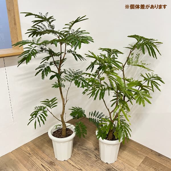 園芸ネット本店｜[送料無料]エバーフレッシュ 8号鉢植え* の通販【公式】