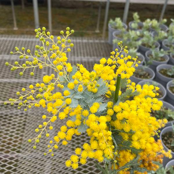 園芸ネット本店｜アカシア：ギンヨウアカシア（選抜種）5号鉢植え の