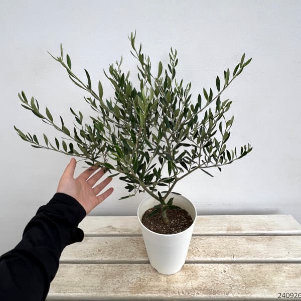 園芸ネット本店｜オリーブ：エルグレコ5号鉢植え の通販【公式】
