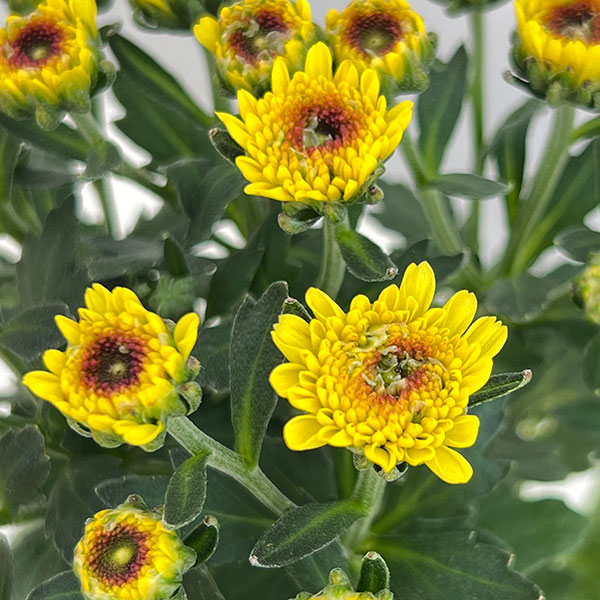 F*o様 クリーム金彩・糸菊 F*o様 クリーム金彩・糸菊