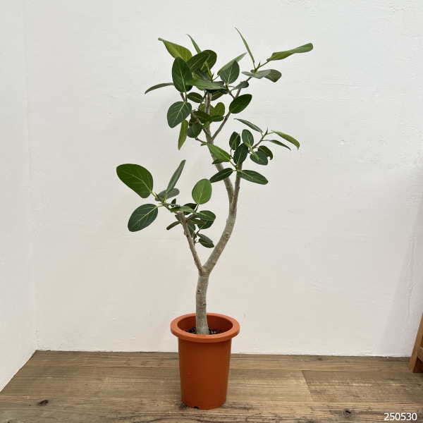 園芸ネット本店｜フィカス：ベンガレンシス 7号鉢植え** の通販【公式】