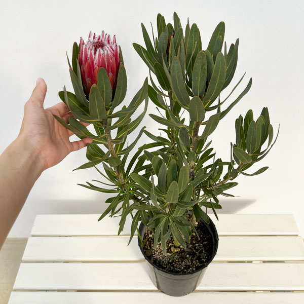 園芸ネット本店｜プロテア：フロステッドファイヤー 7号鉢植え25-05 の
