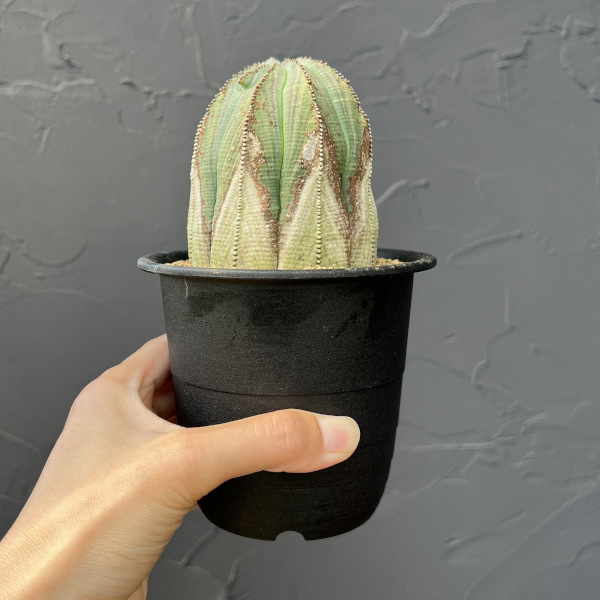 園芸ネット本店｜ユーフォルビア：オベサ・オールドタイプ3.5号鉢植え