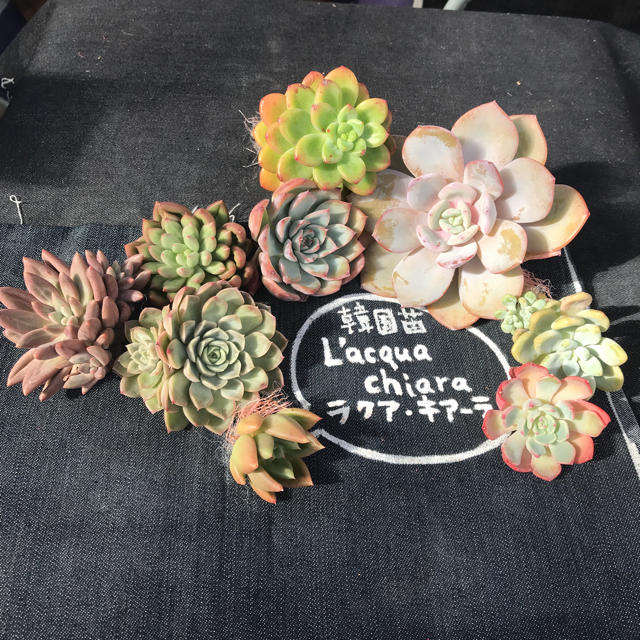 136. 多肉植物 キャラリアン 830円【抜き苗】 136. 多肉植物 キャラ