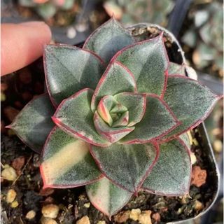 新入荷 モノケロティス錦 麒麟座錦 エケベリア 多肉植物の通販 by