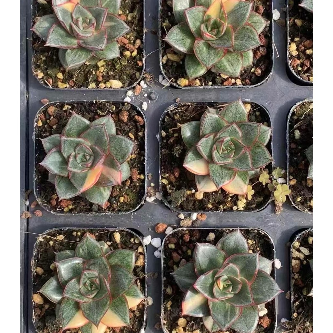 新入荷 モノケロティス錦 麒麟座錦 エケベリア 多肉植物の通販 by