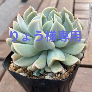 多肉植物 ピーチプリデの通販 by しずくのお店｜ラクマ