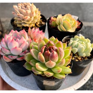 多肉植物☆ペルシア☆抜き苗の通販 by Qooco's shop｜ラクマ