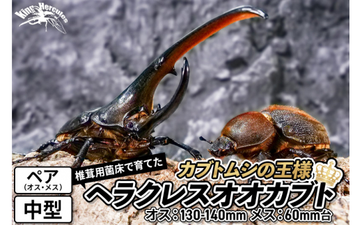 先行予約】ヘラクレスオオカブト ペア（オス130mm～140mm前後