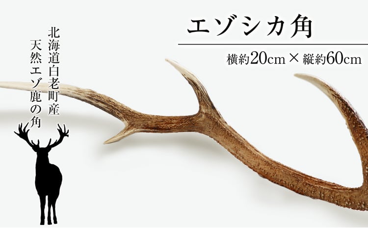 sd1_400698a18a5f655f70db7ca91c