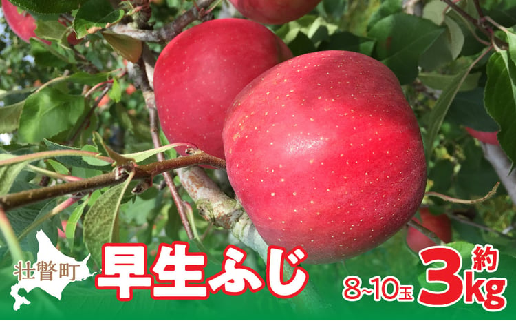 2025年10月中旬よりお届け＞ 北海道壮瞥町 りんご 品種名「早生ふじ」8