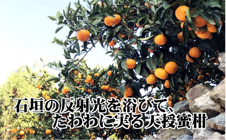 適度な潮風をうけ、太陽光、石垣、海の反射光を浴びて育った「天授蜜柑