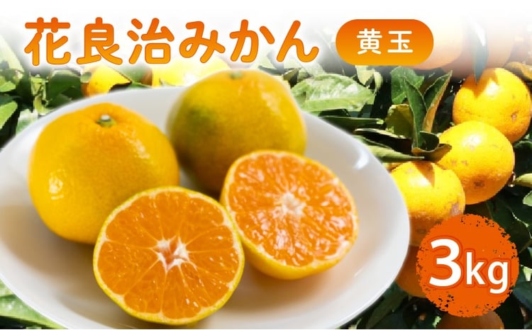 12月中旬より出荷開始】 数量限定 花良治みかん 黄玉 3kg ケラジ