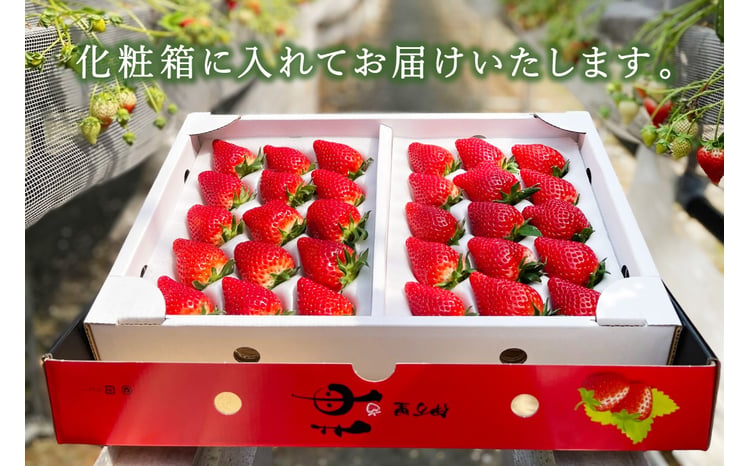 伊万里産「いちごさん」 250g×4 パック ～鶴田農園～ 046-B832【苺