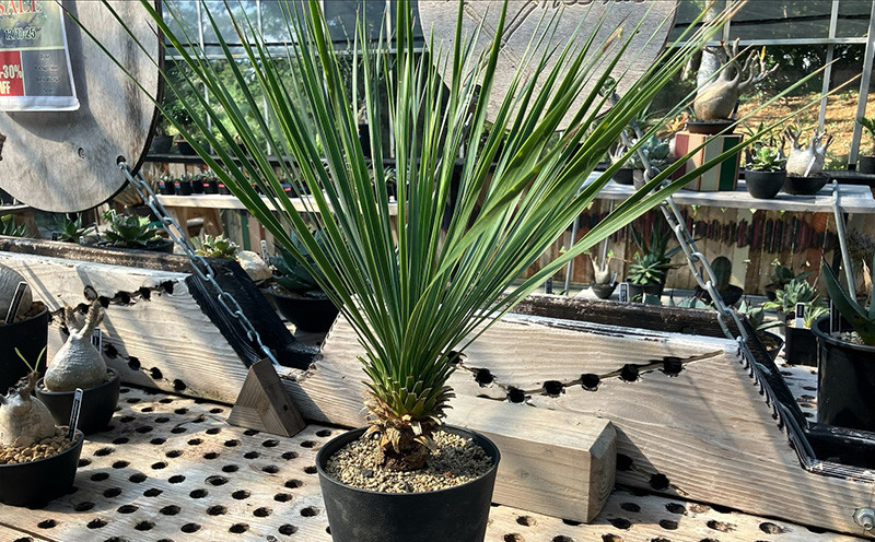 沖縄育ちの観葉植物】人気のユッカ・ロストラータ 5寸鉢 - 沖縄県金武