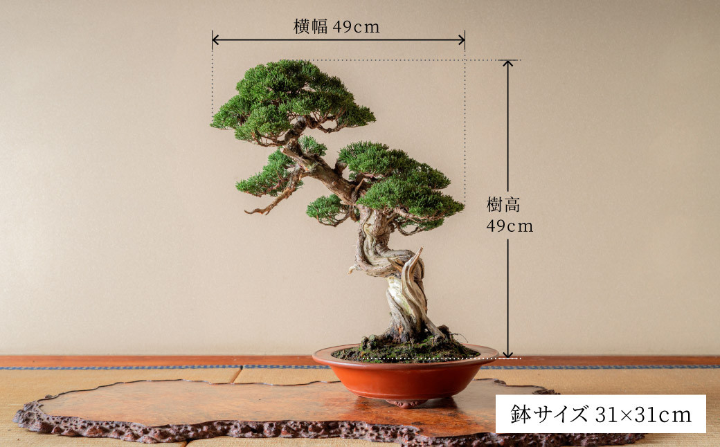 盆栽 翠松園 真柏 斜幹 樹齢50年 - 兵庫県加西市｜ふるさとチョイス